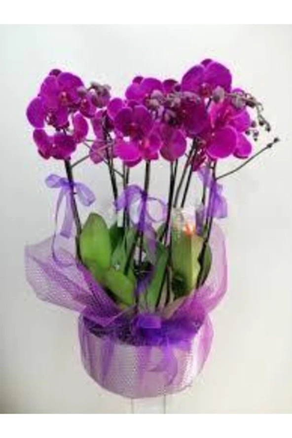 10 Adet Tohum Nadir Mor Orkide Çiçeği Tohumu Saksı Toprak Hediyemizdir Hediye Tohumla Gönderilir ürün görseli 1