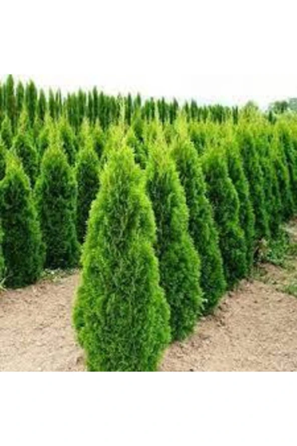 40 Adet Tohum Çit Mazı Tohumu Çit Mazısı Tohumu Tohum Yeşil Çit Tohumu Sürpriz Hediye Tohumludur ürün görseli 1