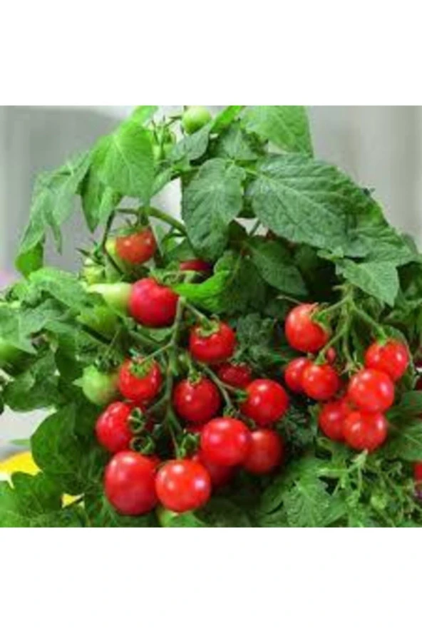 50 Adet Tohum Eko Paket Nadir Ithal Pinpon Domates Tohumu Sürpriz Hediye Tohumludur ürün görseli 1