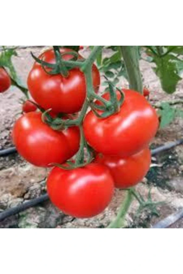 50 Adet Tohum Ankara Ayaş Domatesi Tohumu Domates Tohumu Ayaş Domatesi Süpriz Hediye ürün görseli 1