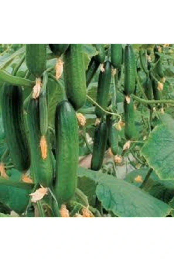 10 Adet Tohum Badem Salatalık Köy Salatalığı Tohumu Yerli Tohum Bol Verimli Sürpriz Hediye Tohum ürün görseli 1