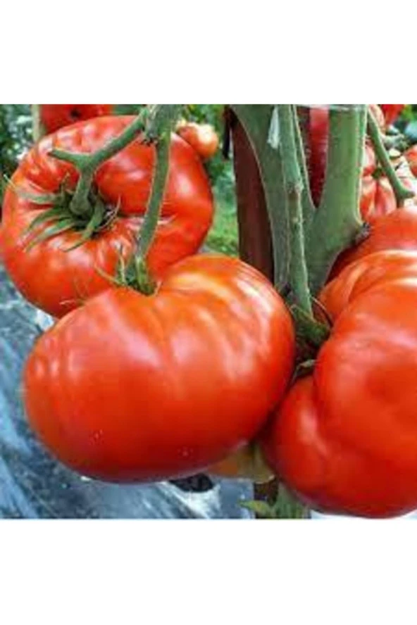 20 Adet Tohum Orjinal Köy Domates Domatesi Tohumu Natürel Sürpriz Hediye Tohum ürün görseli 1