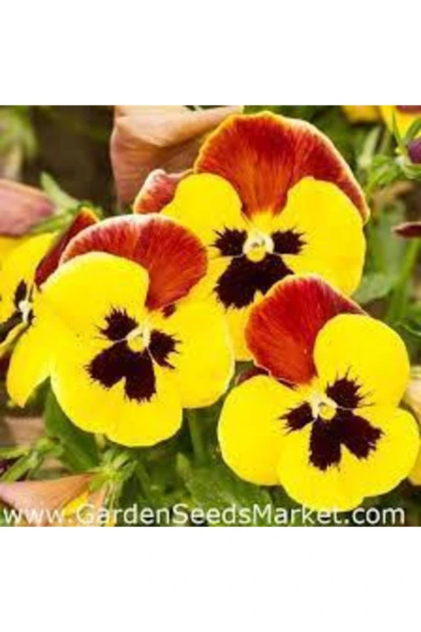 20 Adet Tohum Dev Isviçre Menekşesi Tohumu Menekşe Tohumu Toprak Saksı Sürpriz Hediye Çiçek Tohumlu