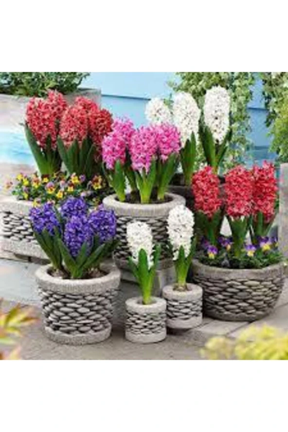 10 Adet Tohum Soğan Değildir Karışık Renkli Sümbül Çiçeği Tohumu Sümbül Çiçek Sürpriz Hediye ürün görseli 1