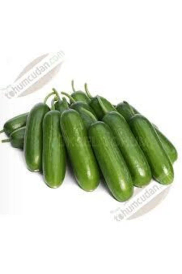 50 Adet Tohum Badem Salatalık Köy Salatalığı Tohumu Yerli Tohum Bol Verimli Sürpriz Hediye Tohum ürün görseli 1