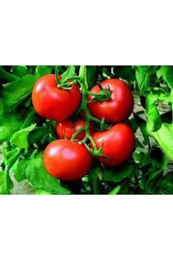 50 Adet Tohum Ankara Ayaş Domatesi Tohumu Domates Tohumu Ayaş Domatesi Süpriz Hediye - Resim 2