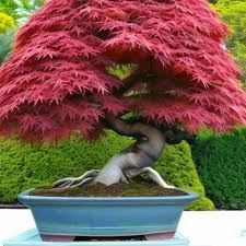 10 Adet Tohum Bodur Bonsai Japon Red Maple Ağacı Bonzai Tohumu Süpriz Hediye Bonsai Ağacı Tohumu