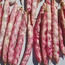 100 Adet Tohum Süper Paket Oturak Barbunya Tohumu Fasulye Tohumu Fasülye Tohumu Sürpriz Hediyeli - 2