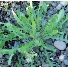 150 Adet Tohum Hindiba Hindibağı Radika Otu Doğal Dağ Hindiba Tohumu Sürpriz Hediye Tohumla - 2