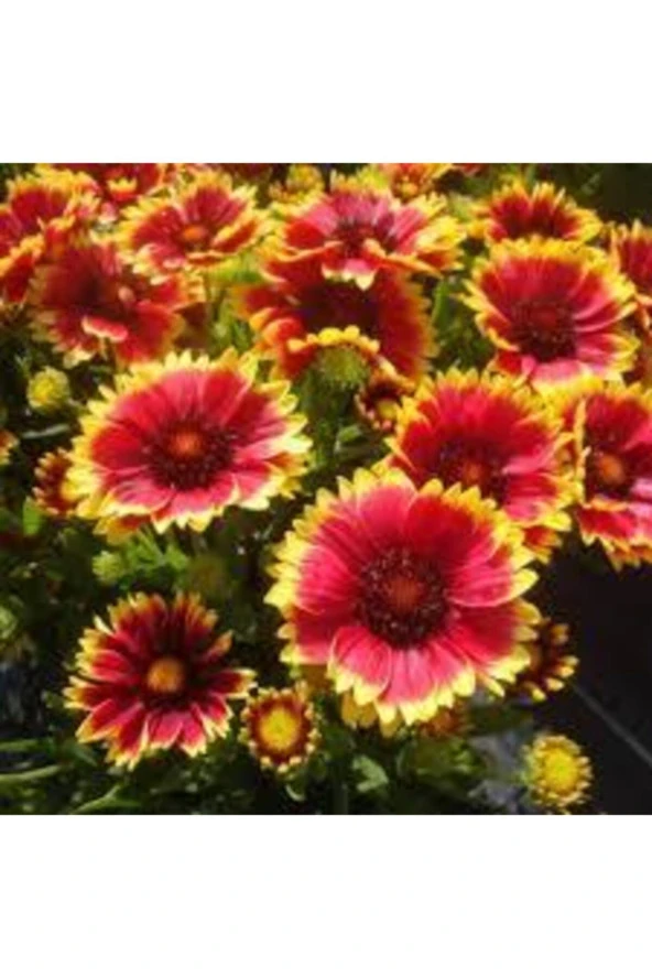 20 Adet Tohum Ayyıldız Çiçeği Tohumu Çiçek Tohumu Saksı Toprak Hediye