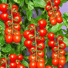 250 Adet Tohum Süper Paket Cherry Çeri Domates Tohumu Saksı Toprak Hediyeli - 2