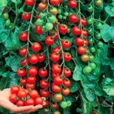 250 Adet Tohum Süper Paket Cherry Çeri Domates Tohumu Saksı Toprak Hediyeli