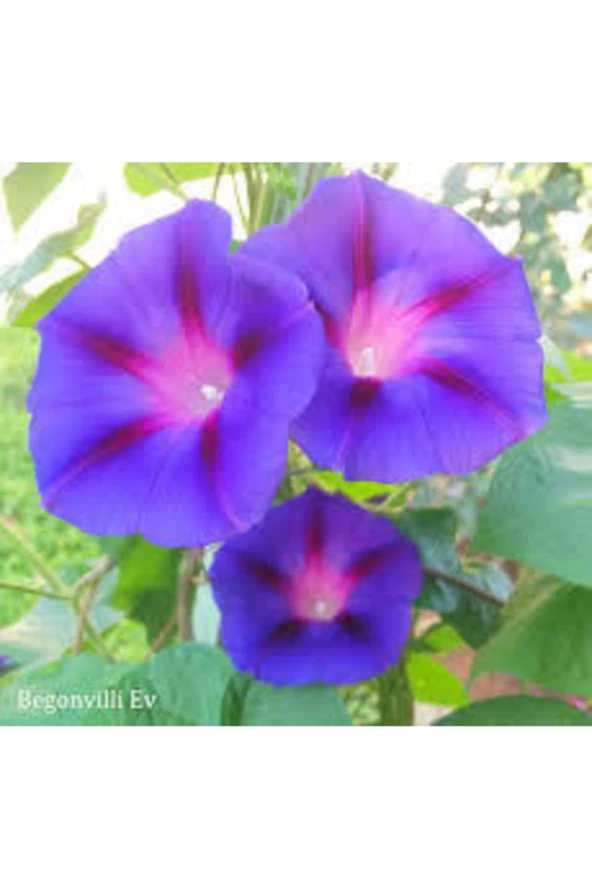 20 Adet Tohum Ithal Sarmaşık Gündüz Güzeli Sarmaşık Tohumu Saksı Toprak Sürpriz Hediye Tohumlu ürün görseli 1