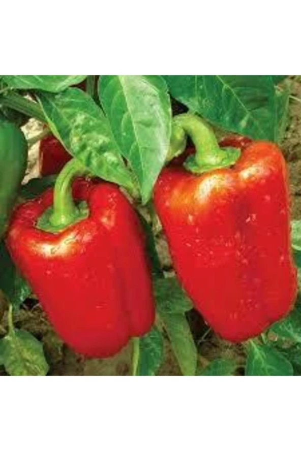 30 Adet Tohum Nadir Kırmızı Dolmalık Biber Tohumu Saksı Toprak Sürpriz Hediye Tohumlu ürün görseli 1