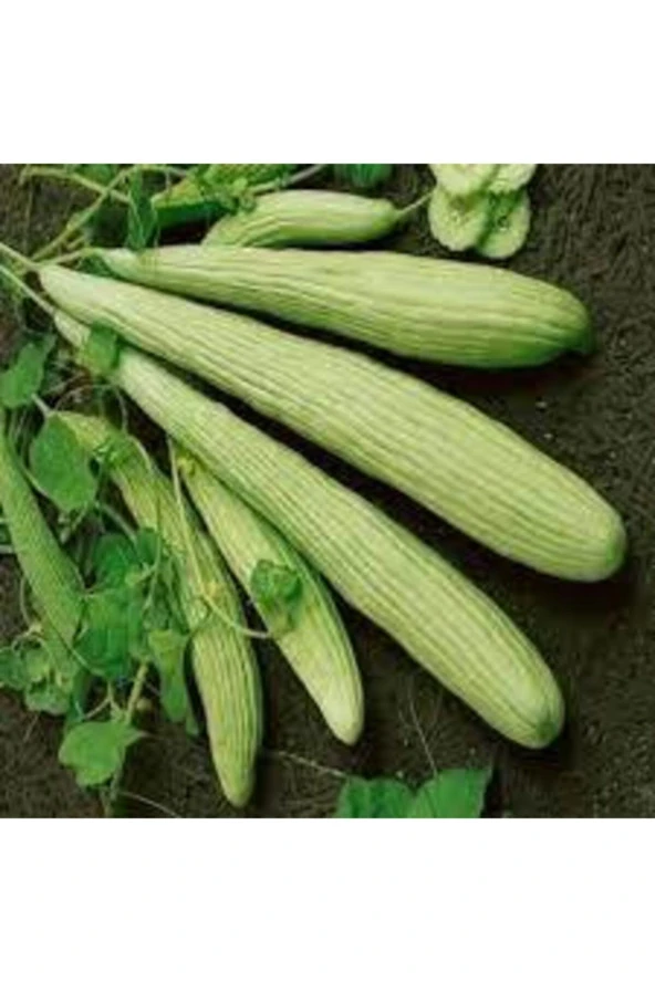 100 Adet Organik Acur Tohumu  Tohumu Bol Verim Yeni Sezon