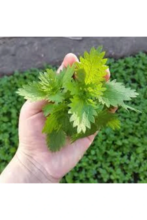 30 Adet Tohum Süper Paket Isırgan Otu Tohumu Sürpriz Hediye Tohumla Gönderilir