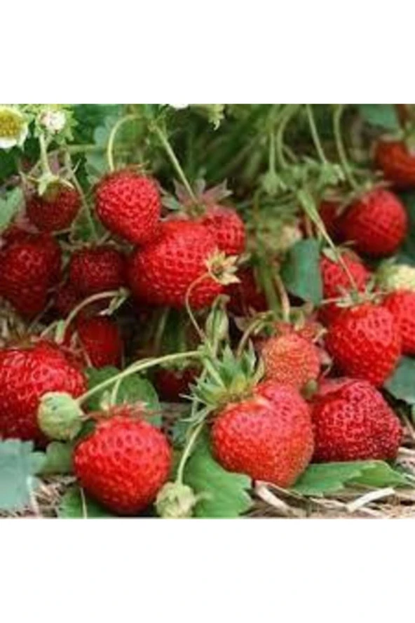 100 Adet Tohum Orjinal Organik Çilek Tohumu Doğal Çilek Tohum Köy Çileği Tohumu Sürpriz Kediye Tohum - Resim 2