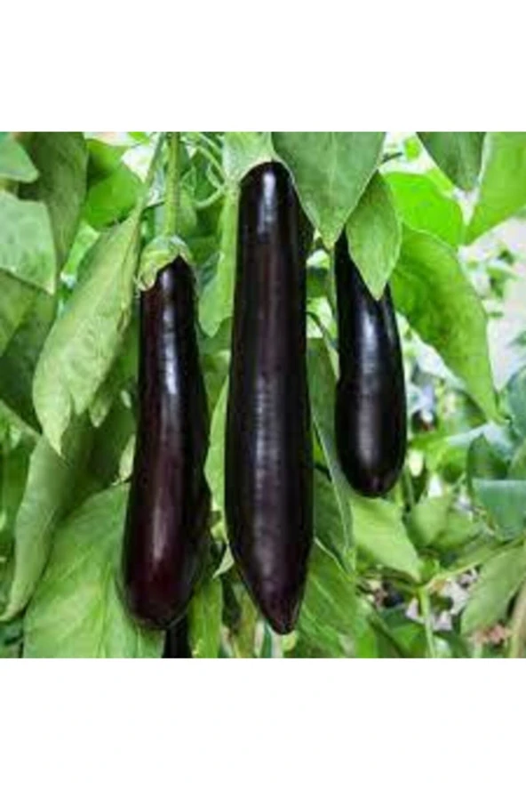 40 Adet Tohum Yerli Kemer Patlıcan Tohumu Orjinal Uzun Kemer Patlıcan Tohumu Sürpriz Hediye Tohumlu ürün görseli 1