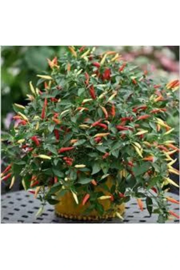 50 Adet Tohum Süs Biberi Tohumu Yeşil Cin Biber Tohumu Saksı Toprak Sürpriz Hediye Tohum ürün görseli 1