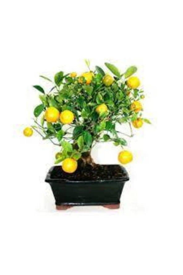 10 Adet Tohum Bodur Bonsai Limon Ağacı Tohumu Italyan Limon Seti Saksı Toprak Sürpriz Hediyeli ürün görseli 1
