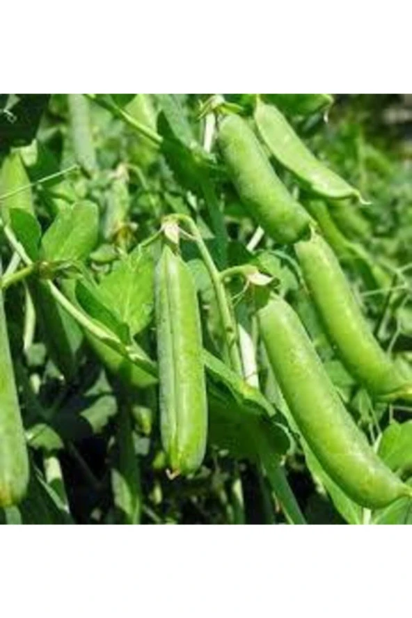 50 Adet Tohum Organik Orjinal Geleneksel Bezelye Tohumu Sürpriz Hediye Sebze Tohumu ürün görseli 1