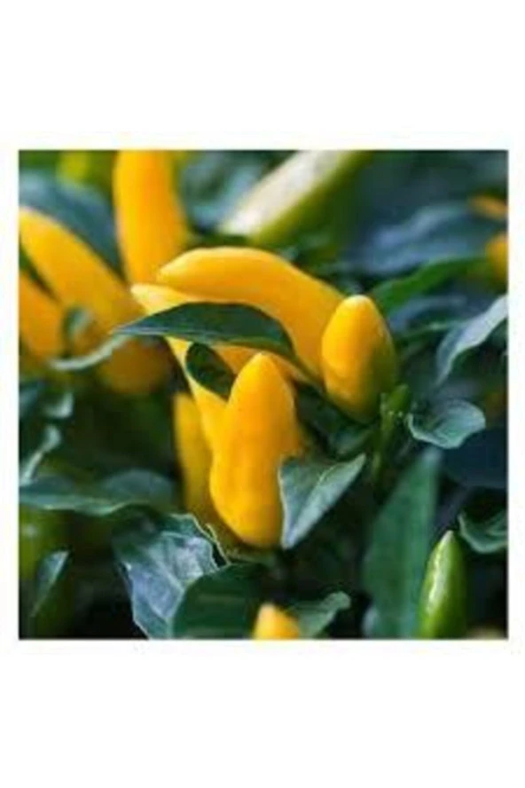 25 Adet Tohum Nadir Sarı Süs Biberi Tohumu Saksılık Biber Tohumu Bol Verimli Sürpriz Hediye Tohumlu ürün görseli 1