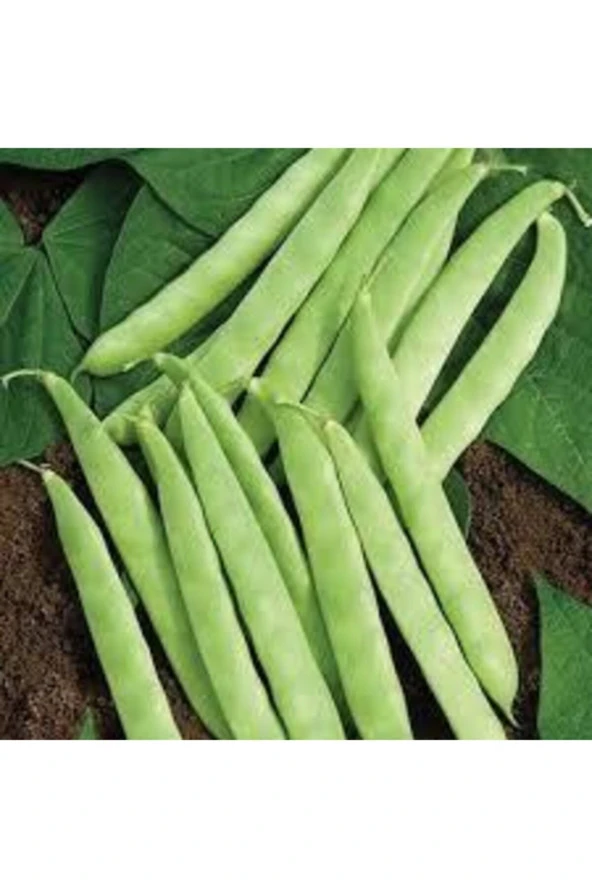 20 Adet Tohum Kılçıksız Sırık Ayşe Kadın Fasülye Tohum Fasulye Tohum Sürpriz Hediye Sebze Tohum ürün görseli 1
