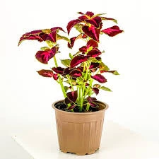 100 Adet Tohum Nadir Yaprağı Güzel Çiçeği Tohuımu Güzel Yapraklı Saksı Toprak Sürpriz Hediye Tohum - Resim 2