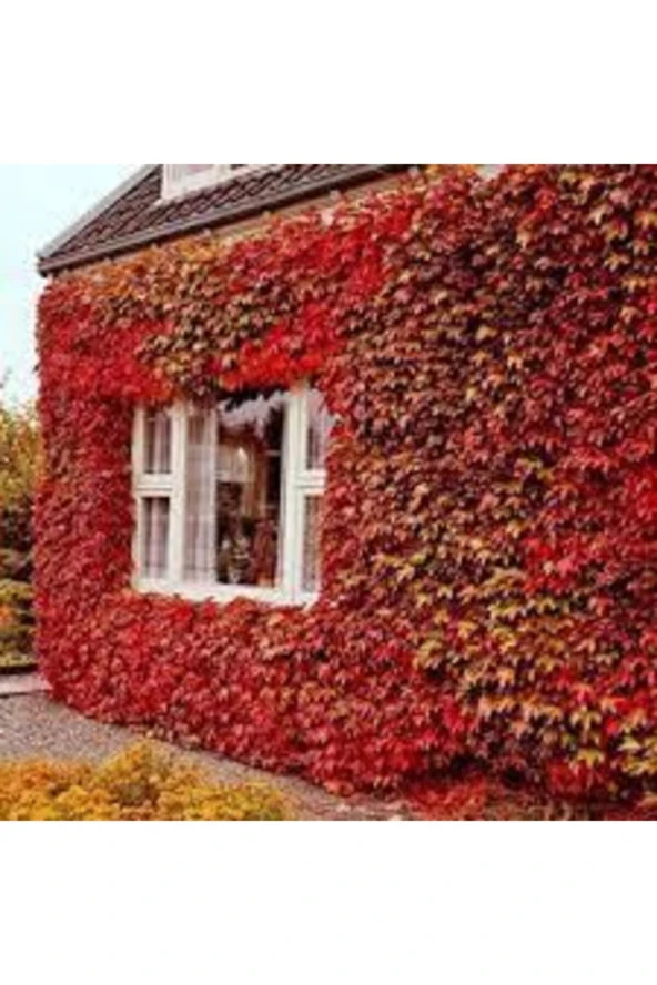 50 Adet Tohum Çok Nadir Bulunan Kırmızı Amerika Sarmaşık Tohumu Saksı Toprak