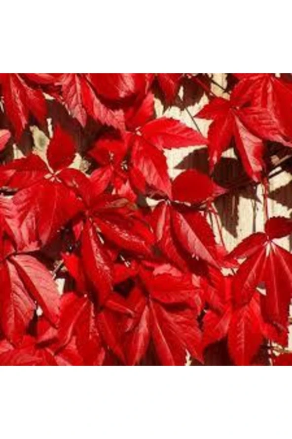 10 Adet Tohum Çok Nadir Bulunan Kırmızı Amerika Samaşık Tohumu Saksı Toprak ürün görseli 1