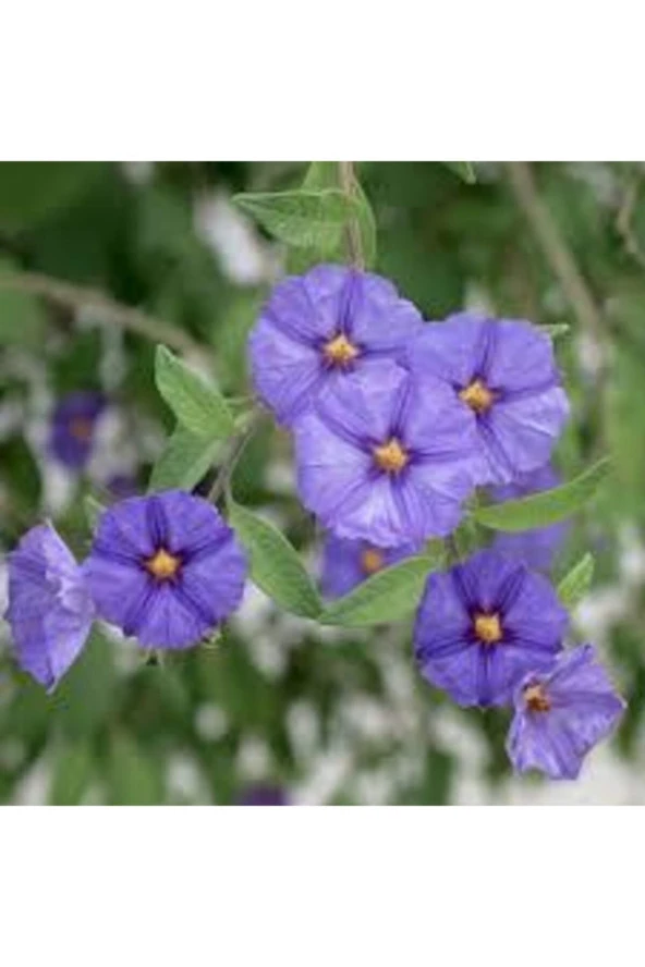 15 Adet Tohum Nadir Bulunan Nobelya Maviş Çiçeği Tohumu Nobelya Maviş Tohumu Saksı Toprak Hediyemiz ürün görseli 1