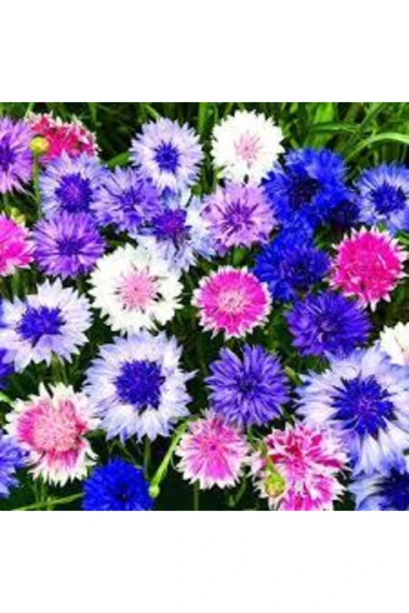 20 Adet Tohum Kontur Çiçeği Tohumu ürün görseli 1