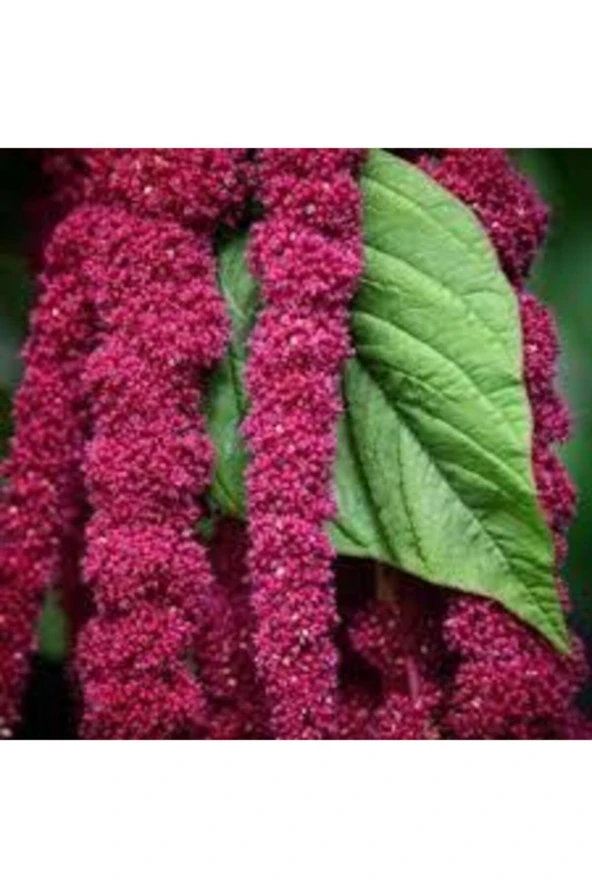 20 Adet Tohum Nadir Tilki Kuyruğu Çiçeği Tohumu Saksı Toprak Hediyemiz ürün görseli 1