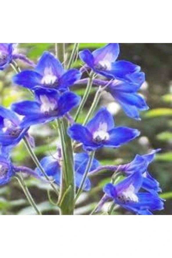 20 Adet Tohum Hezaren Çiçeği Tohumu Karışık Hezaren Çiçeği Egzotik Çiçek Saksı Toprak ürün görseli 1