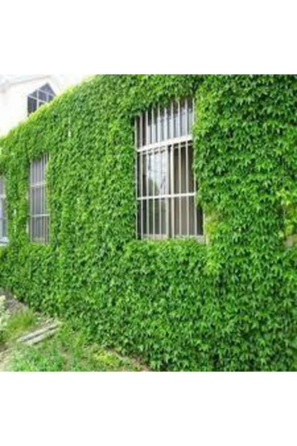 100 Adet Tohum Çok Nadir Bulunan Kırmızı Amerikan Sarmaşık Tohumu - Resim 2