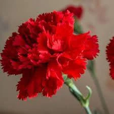 20 Adet Nadir Bulunan Tohum Bodur Karanfil Çiçeği Tohumu Karanfil Tohumu