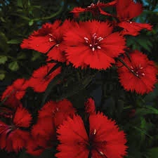 20 Adet Nadir Bulunan Tohum Bodur Karanfil Çiçeği Tohumu Karanfil Tohumu - 2