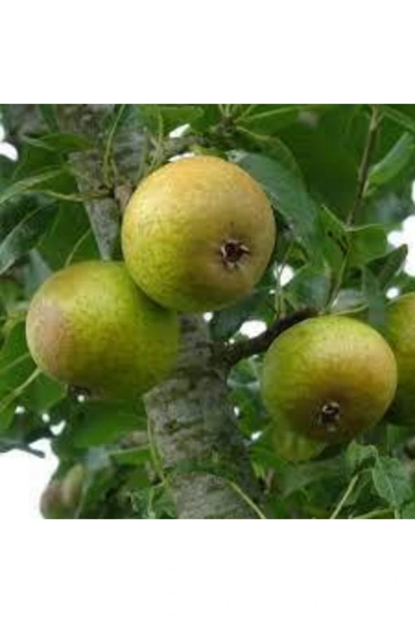 10 Adet Tohum Nadir Dağ Armudu Tohumu Armut Tohumu Tamamen Doğal Dağ Armudu Tohumu ürün görseli 1