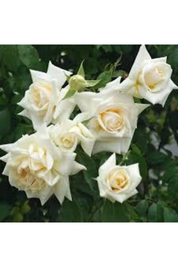 10 Adet Tohum Beyaz Gül Tohumu Nadir Beyaz Gül Tohum Saksı Toprak Hediyelidir ürün görseli 1