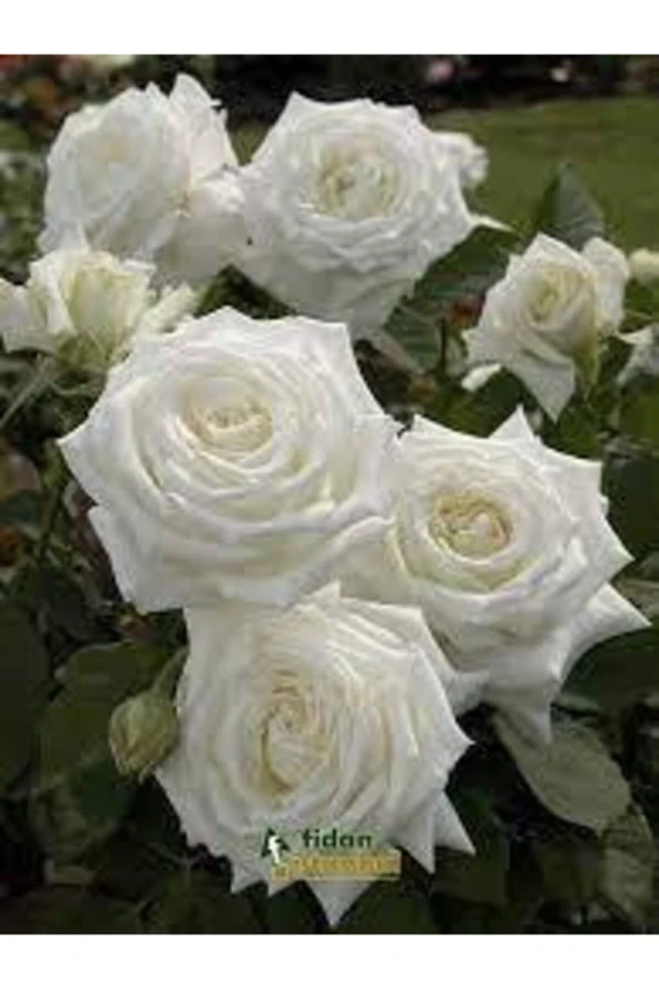 20 Adet Tohum Nadir Beyaz Gül Tohumu Beyaz Güller Saksı Toprak Hediyemizdir - Resim 2