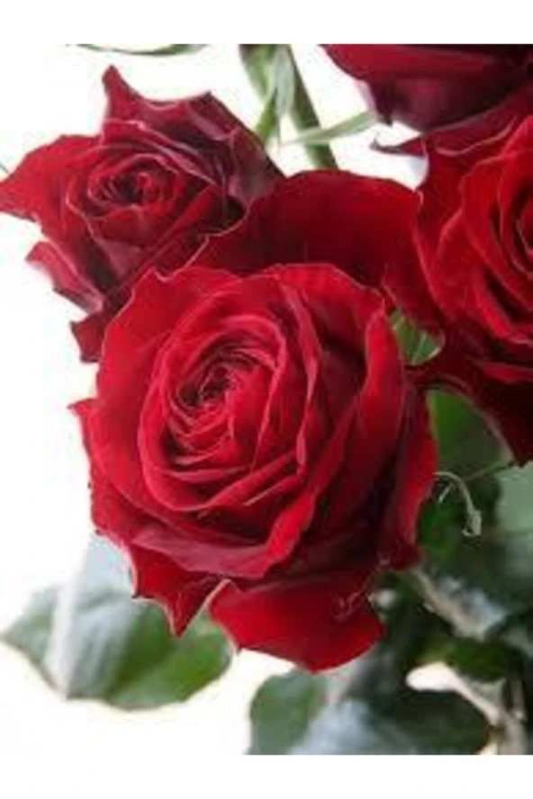 15 Adet Tohum Nadir Kırmızı Gül Tohumu Bahçe Gülü Saksı Toprak Sürpriz Hediye Tohumlu ürün görseli 1