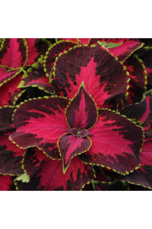 20 Adet Tohum Nadir Yaprağı Güzel Çiçeği Tohumu Güzel Yapraklı Çiçek Hediye Tohumlu ürün görseli 1