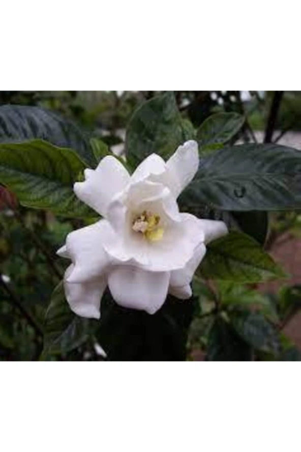 20 Adet Tohum Nadir Bulunan Gardenya Çiçeği Tohumu Saksı Toprak Hediyemiz ürün görseli 1