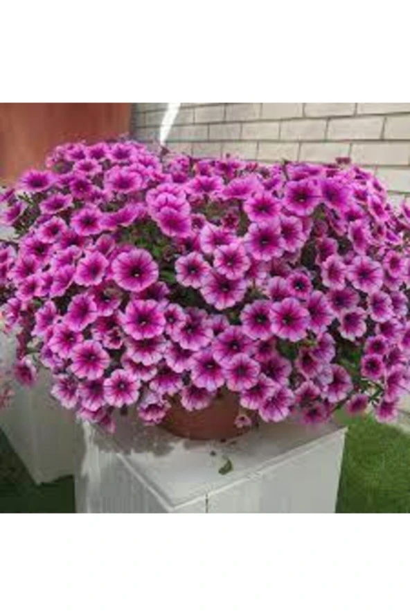 15 Adet Tohum Nadir Petunya Çiçeği Tohumu Petunya Çiçek Tohumu Saksı Toprak Hediyemizdir ürün görseli 1