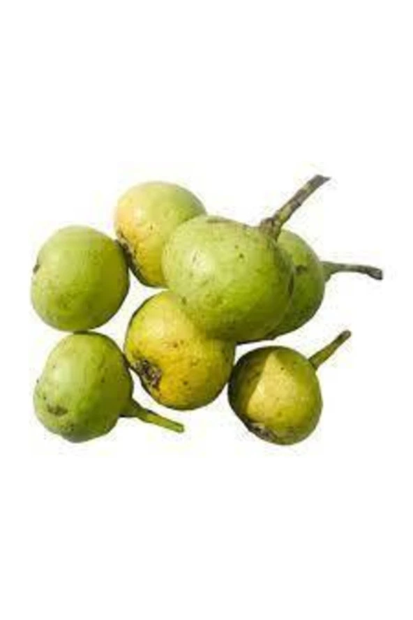 10 Adet Tohum Nadir Dağ Armudu Tohumu Armut Tohumu Tamamen Doğal Dağ Armudu Tohumu - Resim 2