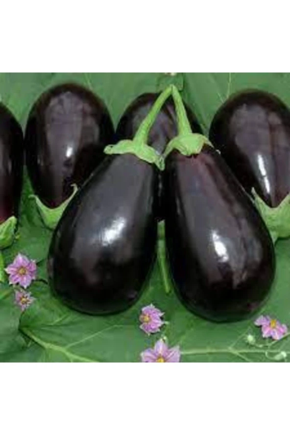 50 Adet Tohum Süper Paket Topak Patlıcan Tohumu Adana Topak Patlıcan Tohumu Sürpriz Hediye Tohumlu ürün görseli 1