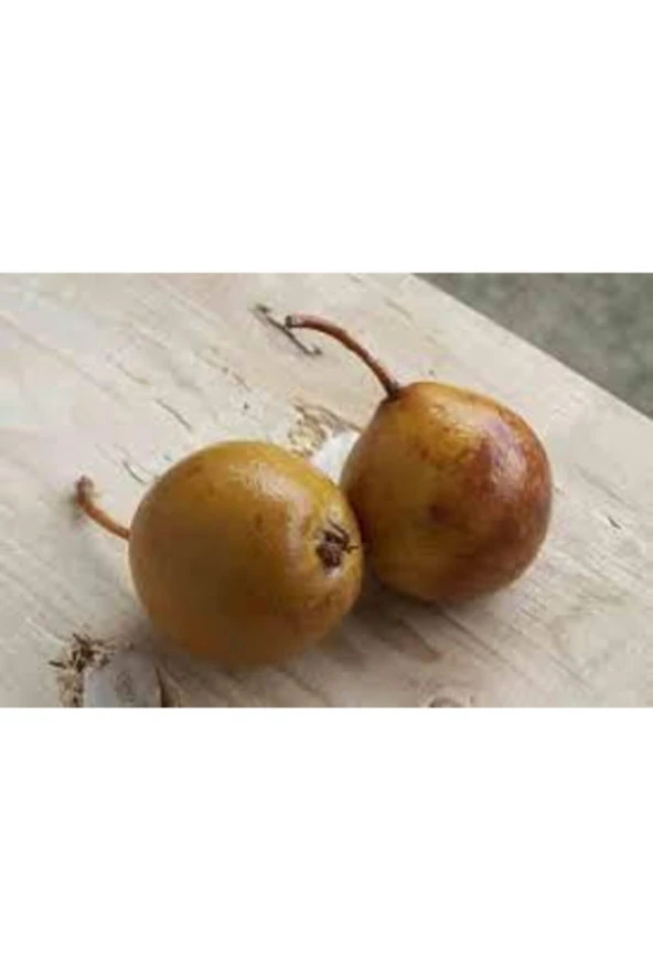 10 Adet Tohum Nadir Dağ Armudu Tohumu Armut Tohumu Tamamen Doğal Dağ Armudu Tohumu - Resim 3