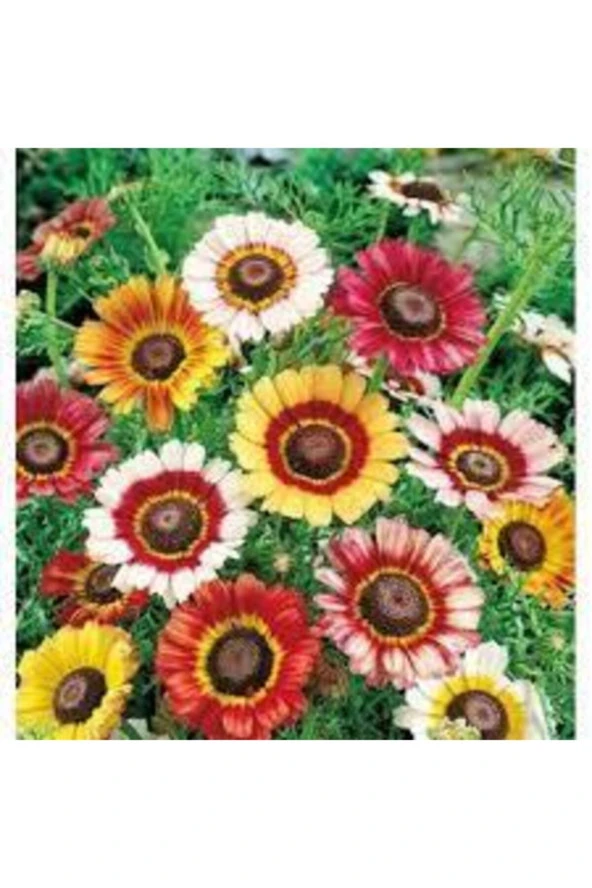 20 Adet Tohum Karışık Petunya Çiçeği Tohumu Çiçek Tohumu Süpriz Hediye Tohumludur - Resim 2