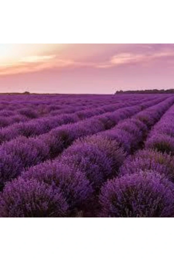 50 Adet Tohum Lavanta Çiçeği Tohum Mor Kokulu Ingiliz Saksı Toprak Sürpriz Hediye Tohumludur ürün görseli 1