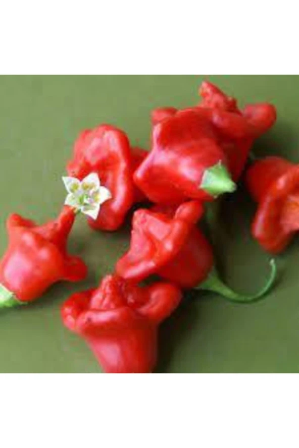 25 Adet Tohum Nadir Gül Biberi Tohumu Kırmızı Gül Biberi Tohumu Gül Biber Tohumu Saksı Topraklı - Resim 2